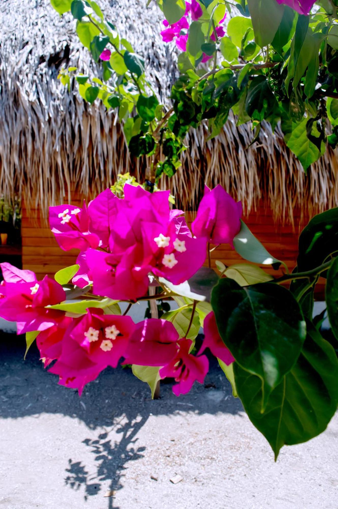 Palma Plata Islas Del Rosario Isla Grande  Ngoại thất bức ảnh