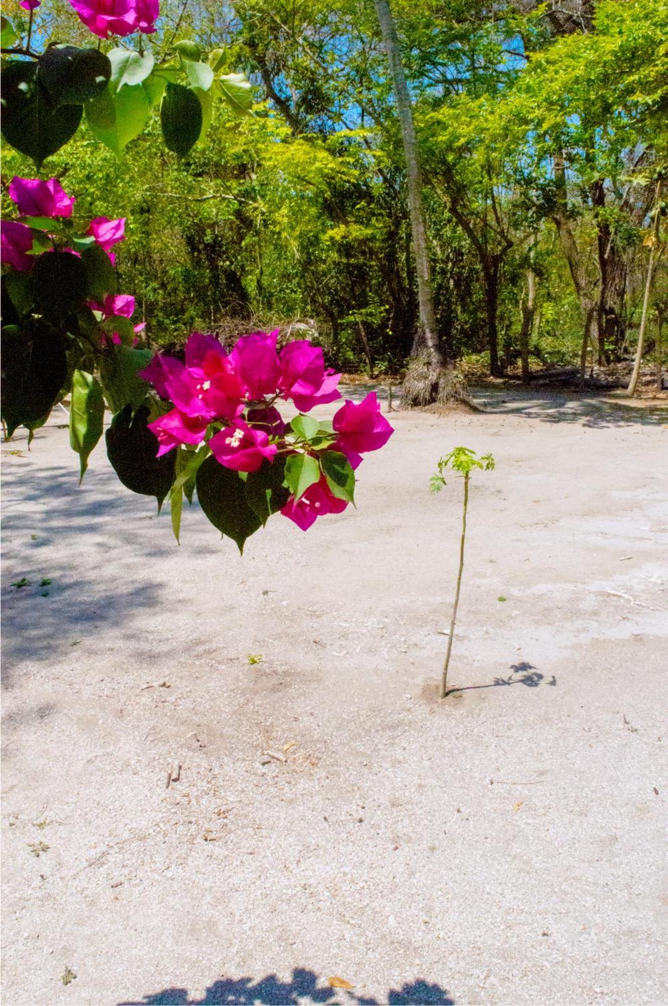 Palma Plata Islas Del Rosario Isla Grande  Ngoại thất bức ảnh